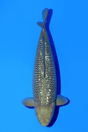 Ginrin Chagoi SWS-8-2025-05