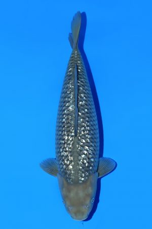 Ginrin Chagoi SWS-8-2025-08