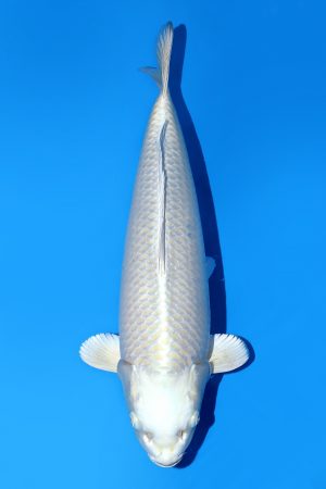 Silver Fox SWS-8-2025-13