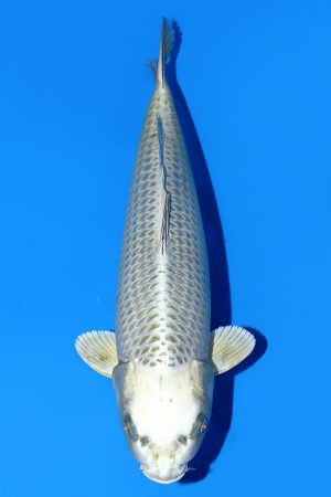 Silver Fox SWS-8-2025-16