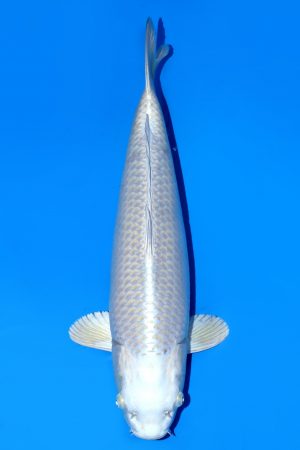 Silver Fox SWS-8-2025-17