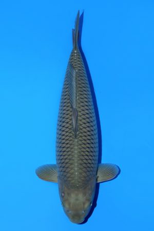 Chagoi SWS-8-2025-19