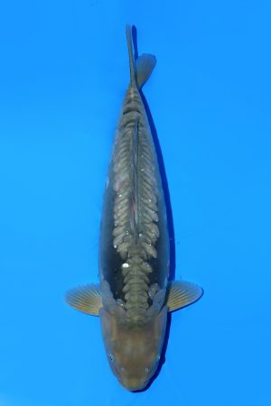 Aragoke Chagoi SWS-8-2025-21