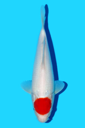 Tancho Kohaku VOC-05