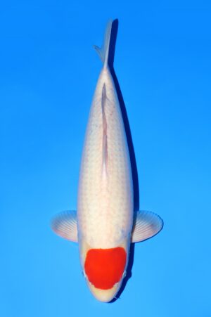 Tancho Kohaku VOC-03