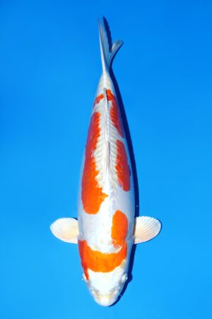 Kikusui VOC-06