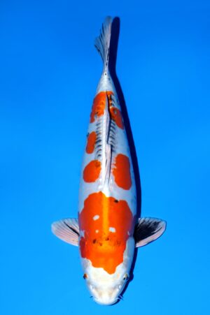 Heisei Nishiki VOC-07