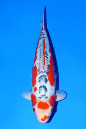 Shusui VOC-12