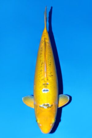 Ayawakaba VOC-16